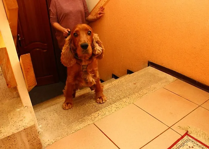 Kalman Panzio Szeged